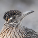 Greater roadrunner